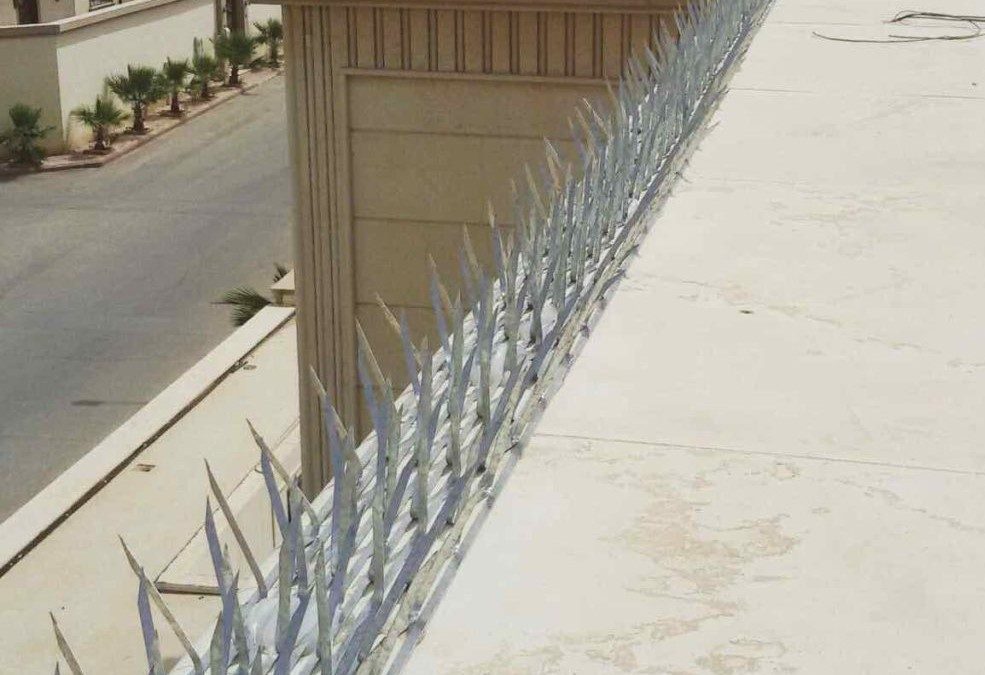 خدمات شركة مكافحة الحمام
