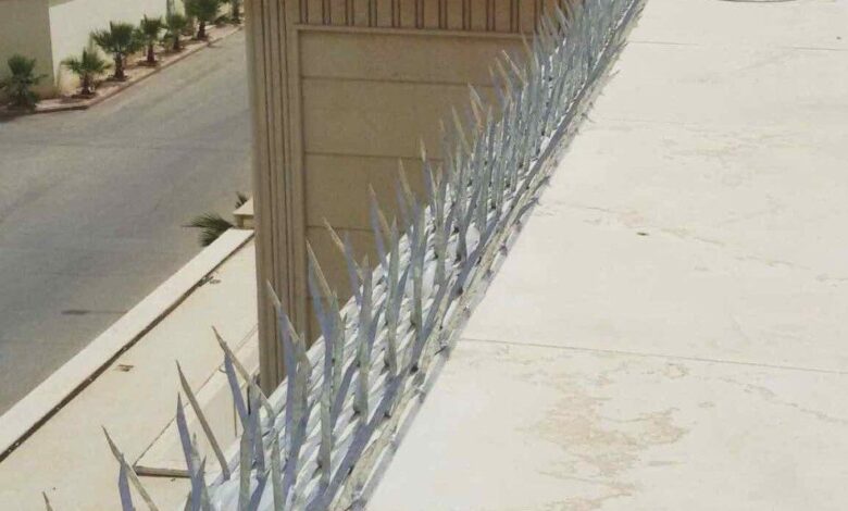 لماذا تحتاج إلى شركة مكافحة الحمام في دبي؟