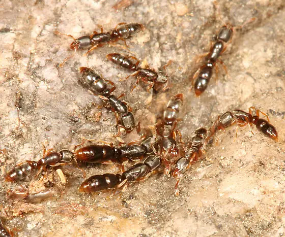 عمال شركة مكافحة النمل الأسود في ام القيوين