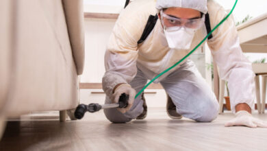 حلول شركة مكافحة النمل الأبيض في ام القيوين