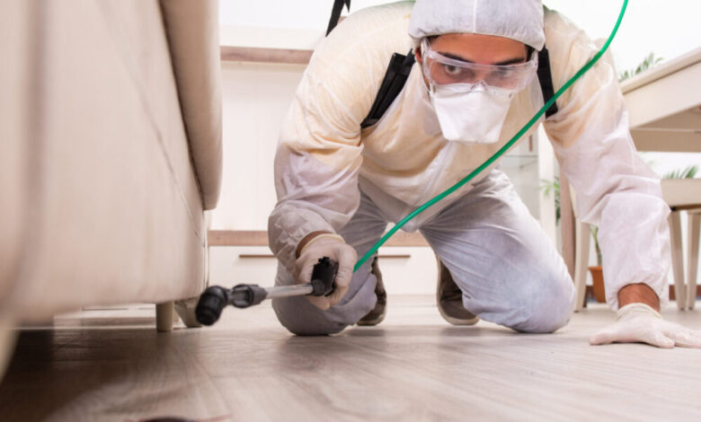 حلول شركة مكافحة النمل الأبيض في ام القيوين