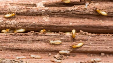 شركة مكافحة النمل الأسود في ام القيوين