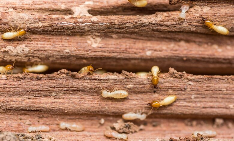 شركة مكافحة النمل الأسود في ام القيوين