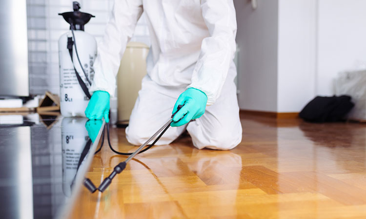 شركة مكافحة السحالي في ام القيوين