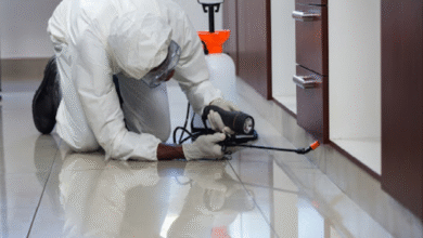 شركة مكافحة النمل الأسود في الفجيرة